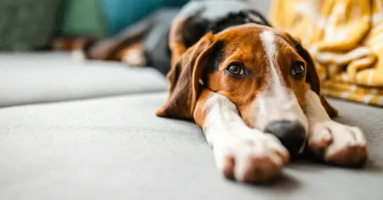 A dog at home